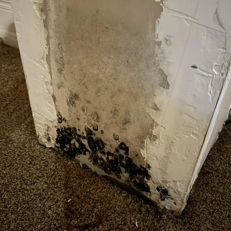 Professional Mold Removal in Bagdad, AZ